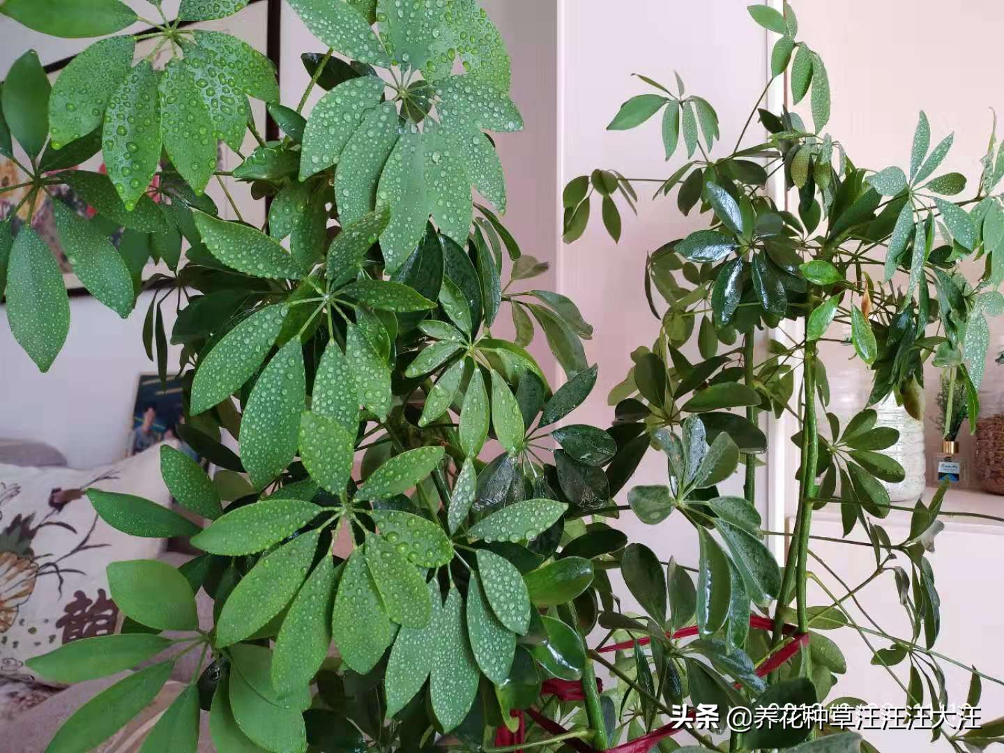 八方来财怎么养才能枝繁叶茂,八方来财叶子发黄脱落怎样挽救