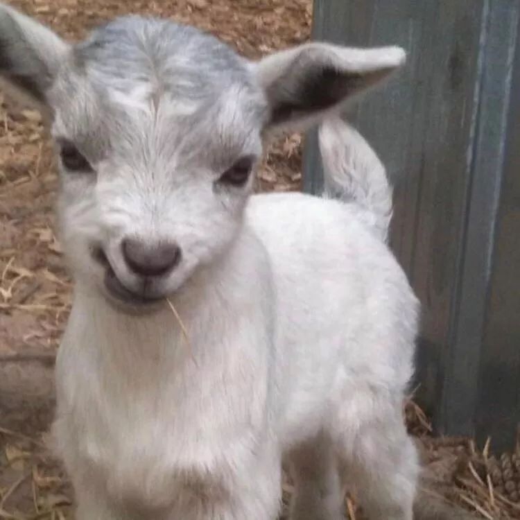 一只鸭子一万五元,一只鸭子一万多