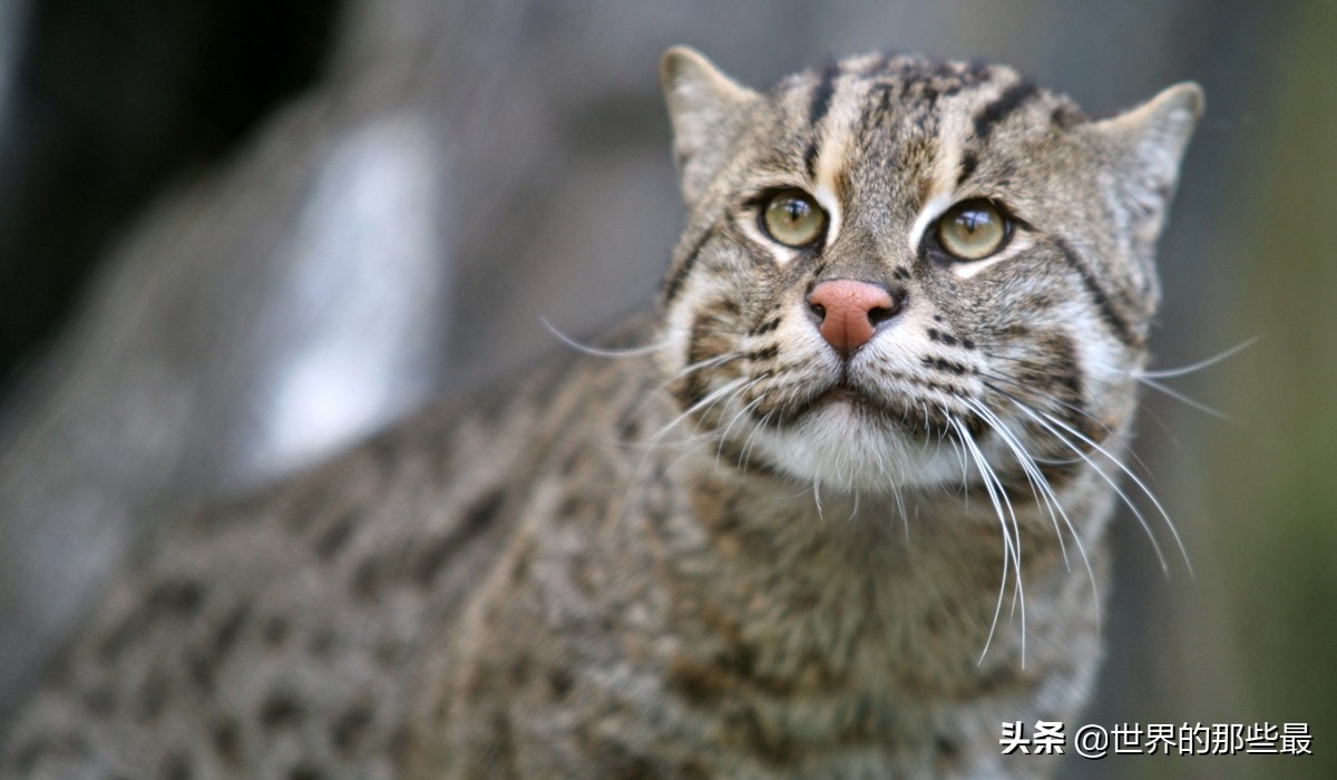 小体型猫科最凶,最凶的猫矮脚猫