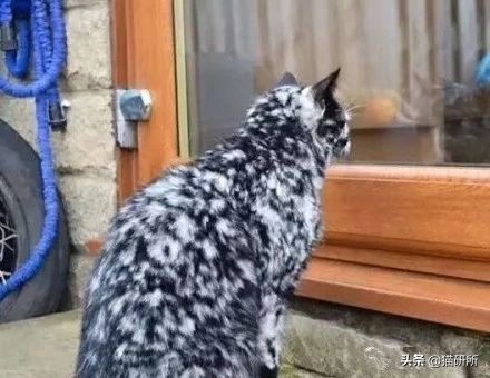 养猫问题解答视频教程,养猫问题解答