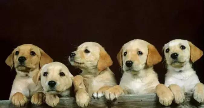 女狗狗该不该做绝育,狗狗做绝育的利与弊