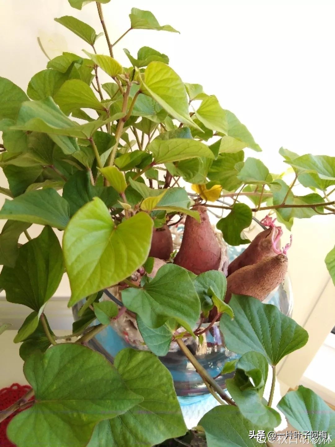 鱼缸不一定只能养鱼，养不活的花丢鱼缸里，沾水立马就疯长