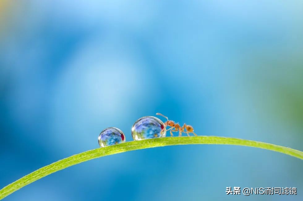 微距蚂蚁喝露水：曝轰动日本的摄影技能