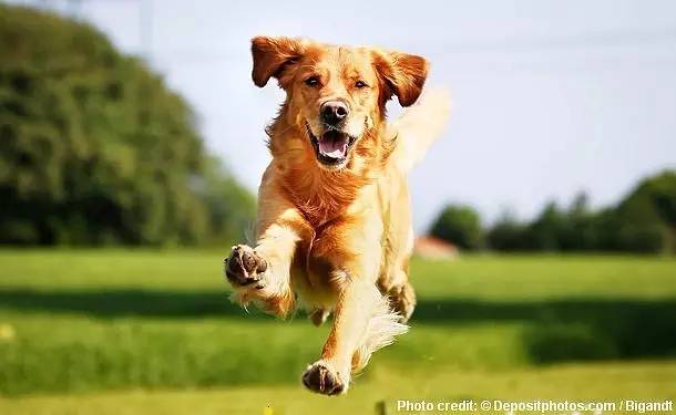 吃太饱出现呕吐,吃太多了狗狗吐了