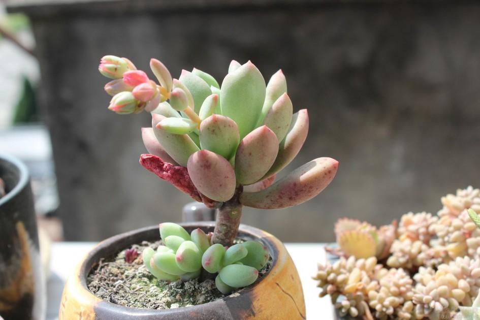 让多肉爆芽的方法,让多肉爆侧芽的方法是什么