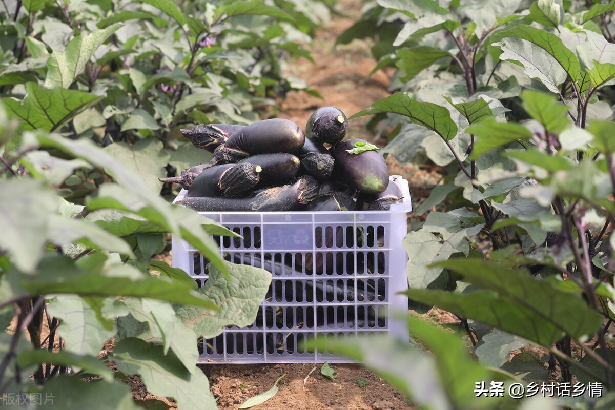 种植蔬菜用什么方法最好,如何科学种植蔬菜的方法