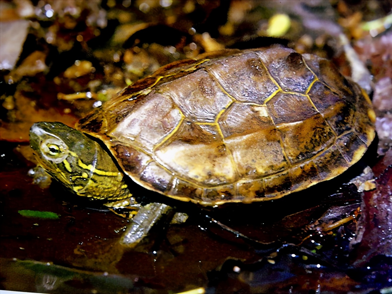 龟类纪录片,龟类图片