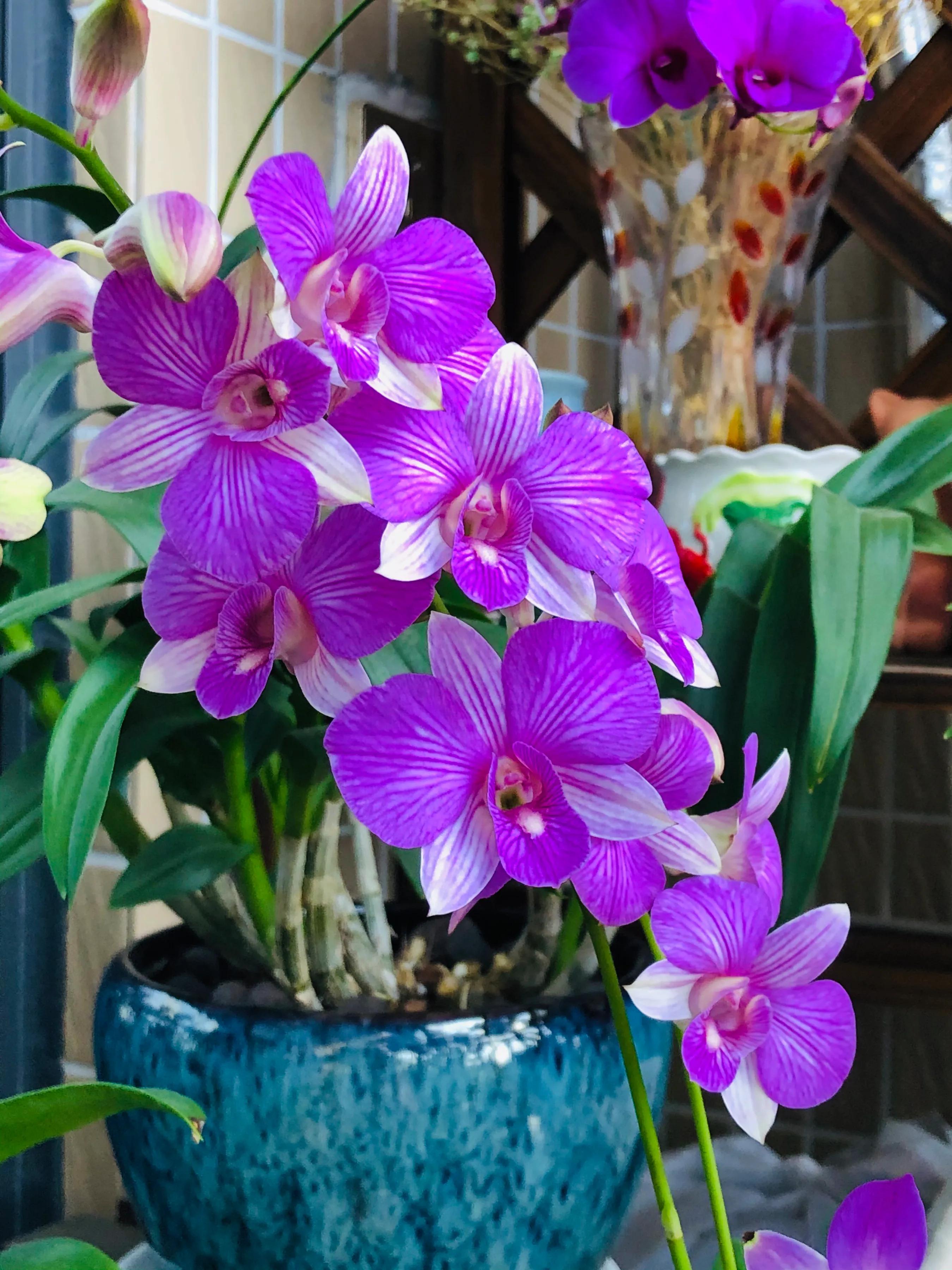 蝴蝶石斛兰怎么养,盆栽里长得像蝴蝶花的是什么花