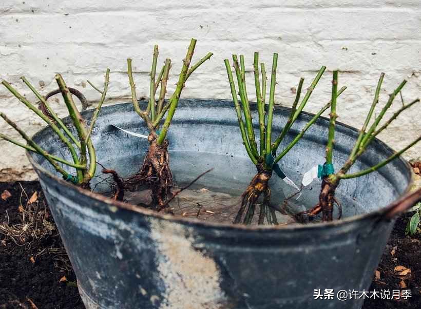 养月季不能忽视的10个问题，新手扫盲教程，快速入门月季养护