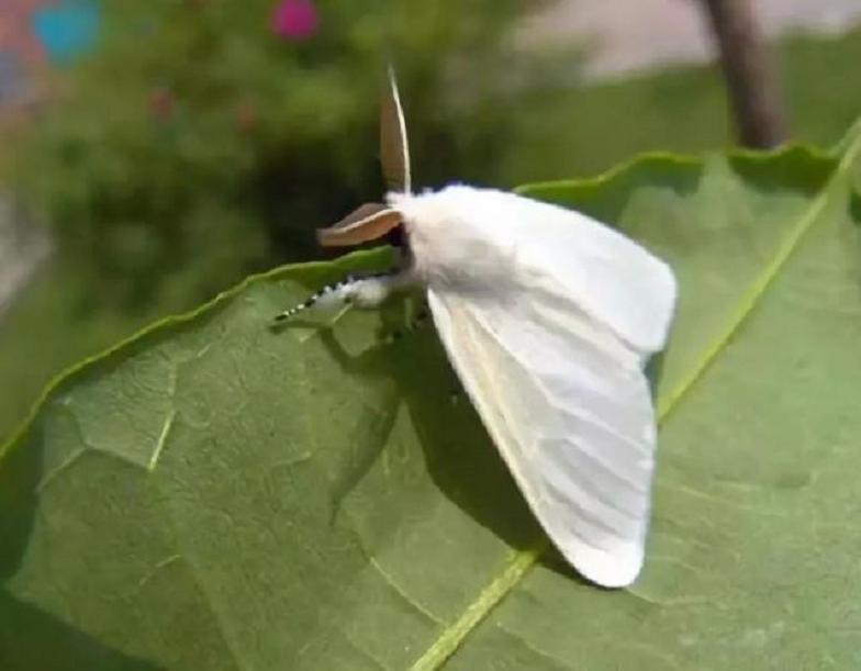 水果没有洗干净会有寄生虫吗,水果里的虫子会寄生到人体吗