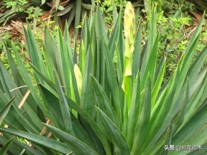 丝兰凤尾兰剑麻就是同一种植物吗,龙舌兰和剑兰的区别图片