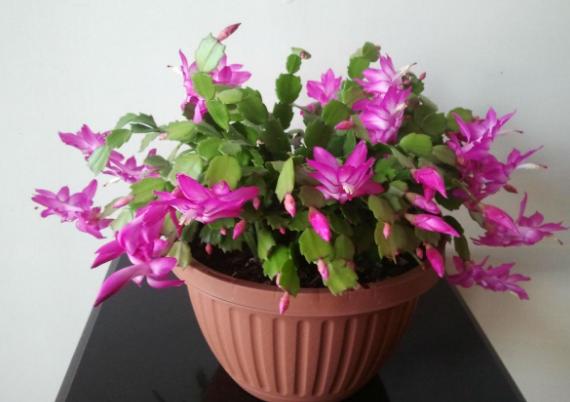 打完豆浆的豆渣如何做肥料,豆浆的豆渣能当肥料吗