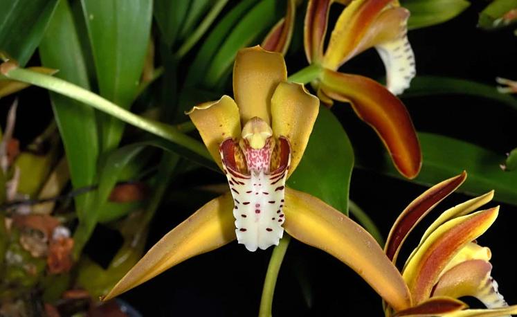 值得收藏的兰花品种有哪些图片,最好的兰花品种图片大全欣赏