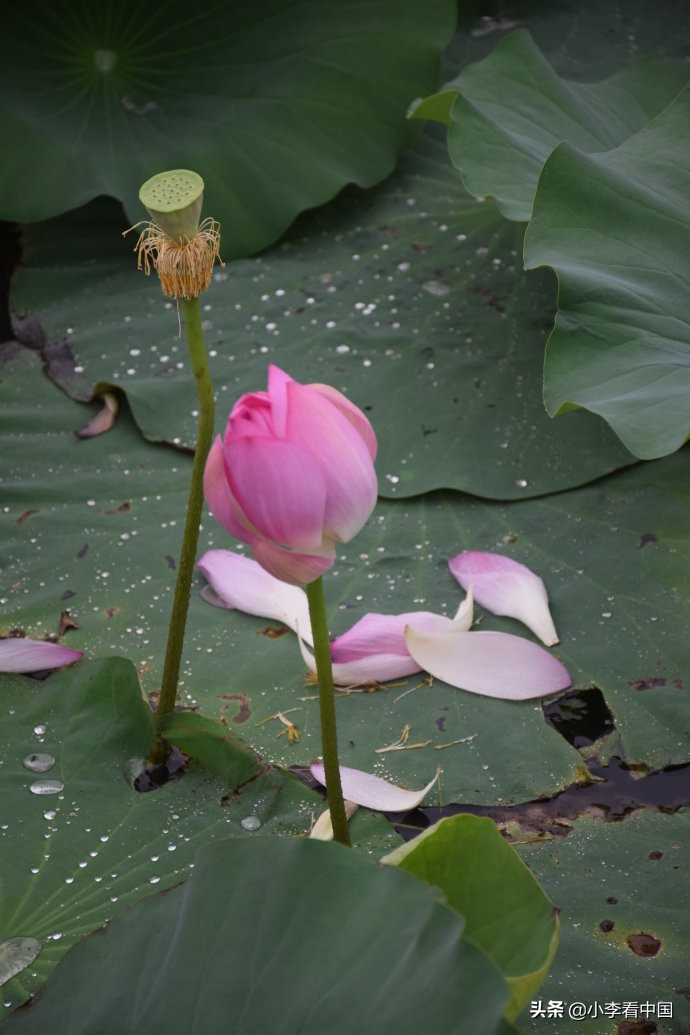 江苏常熟沙家浜现状,江苏常熟沙家浜景区演出