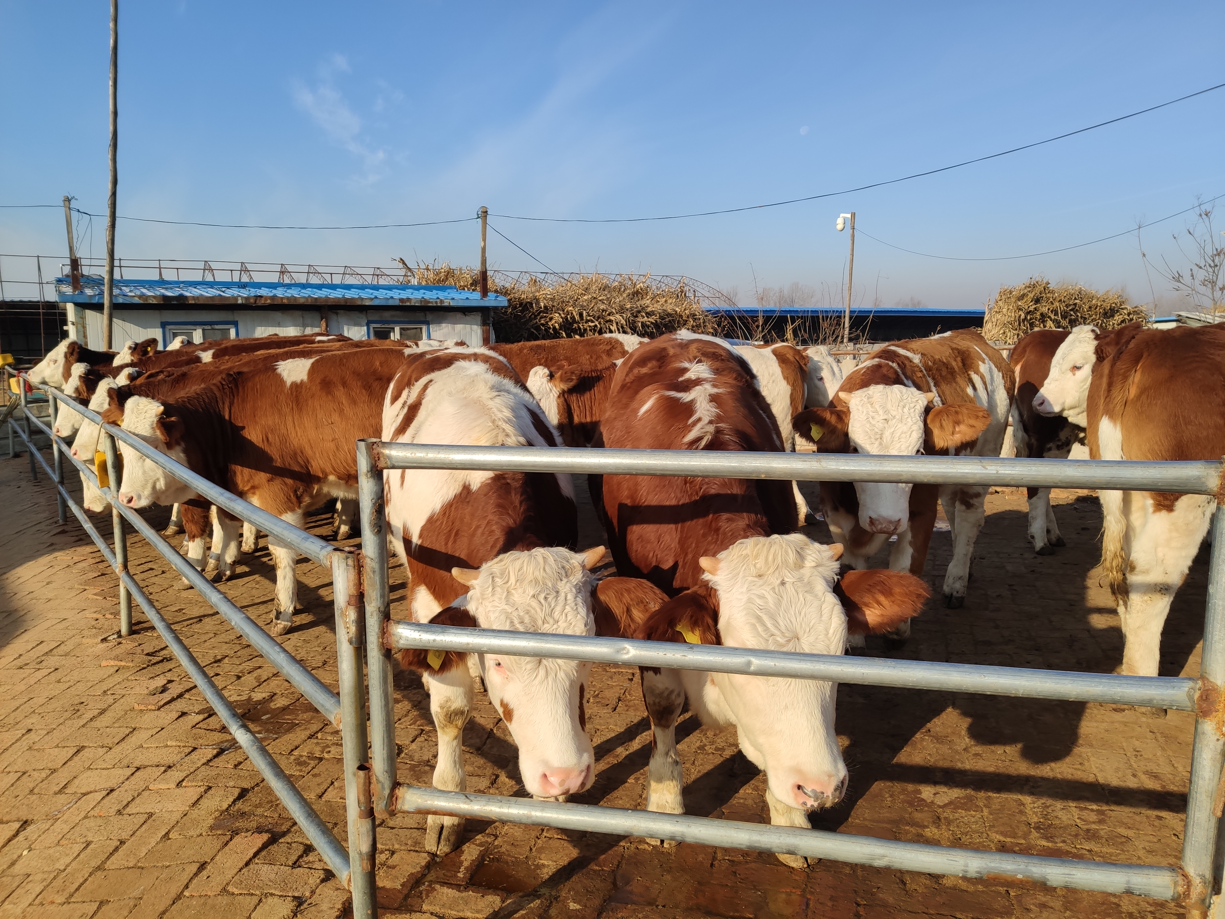 牛前腿受伤了怎么治疗,牛摔伤前腿骨折怎么治疗