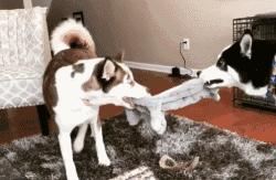 狗子吃醋女朋友,狗子喜欢女朋友怎么办