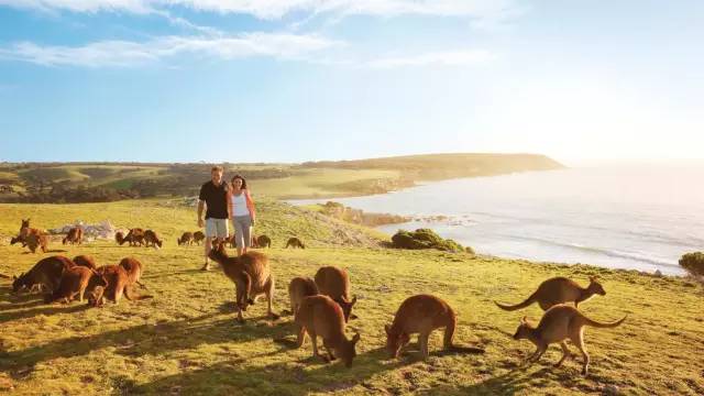 嘘！我要去澳洲了，不如一起吧