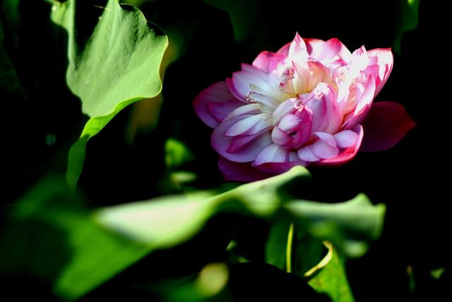 最美的荷花诗句,一起赏荷花的诗词歌赋