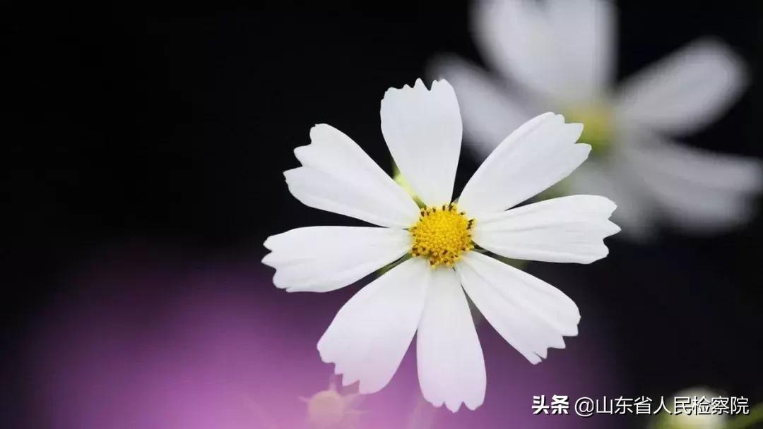 贝聿铭家族富可敌国,贝聿铭家训30个字