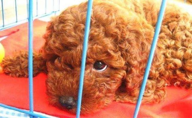 泰迪的七种底线,泰迪不能做哪些事