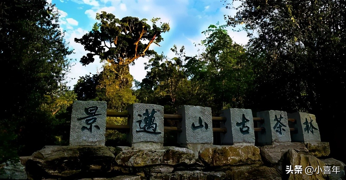 十大山头普洱茶及其特点全面解析,真正值得收藏的山头普洱茶是哪种