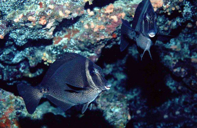 十大最好看的观赏鱼图片大全,十种最漂亮的观赏鱼图片