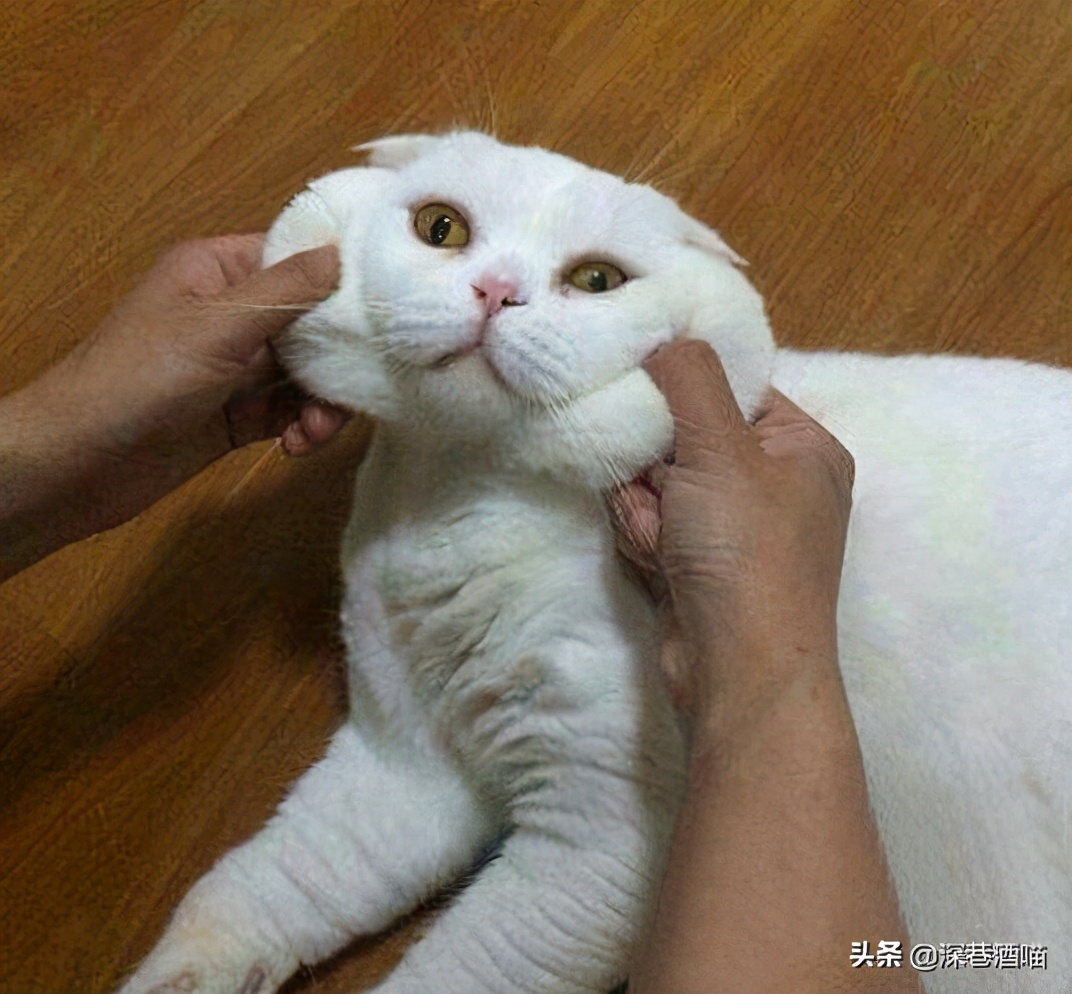 猫咪身上有跳蚤怎么彻底消灭,猫咪身上有跳蚤如何根除