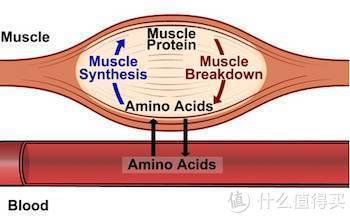增肌鸡蛋白,增肌蛋白质粉怎么选