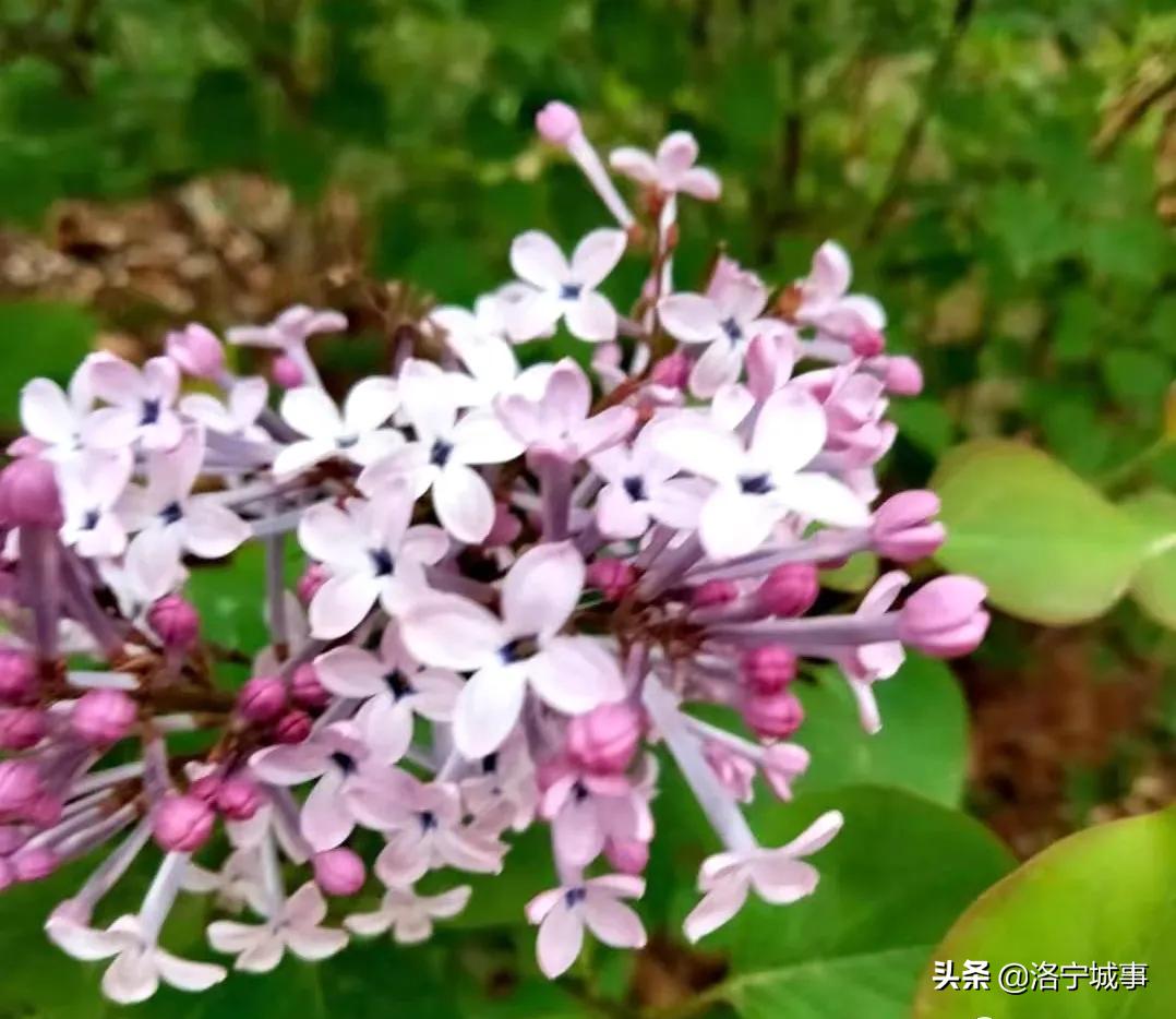 洛阳洛宁张便玲——清明游洛宁滨河公园