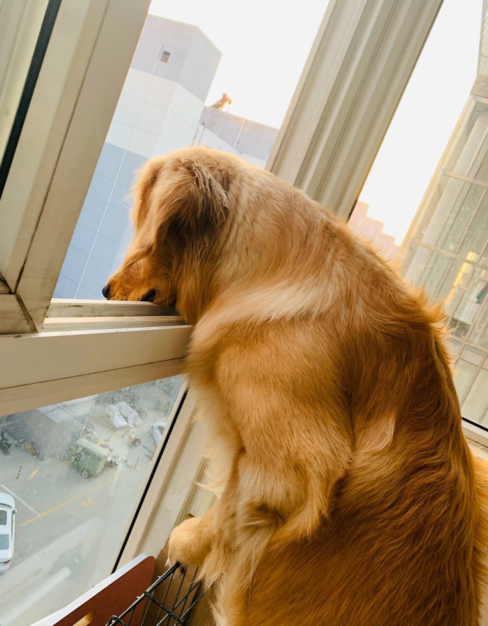 金毛在家里哭了,金毛跳楼