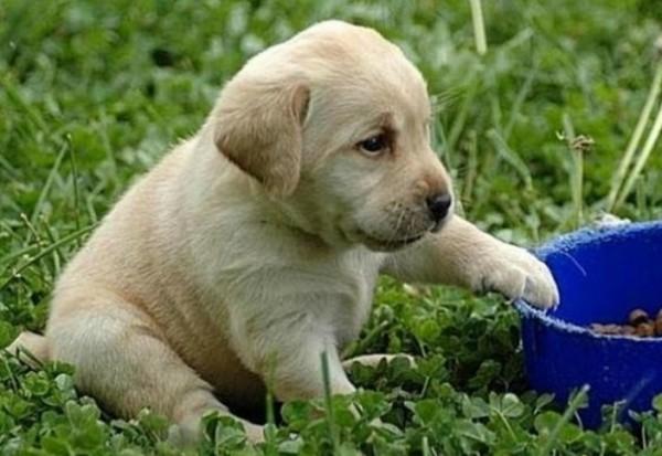 45种常见狗狗认几种主人,45种常见狗狗拉布拉多图片