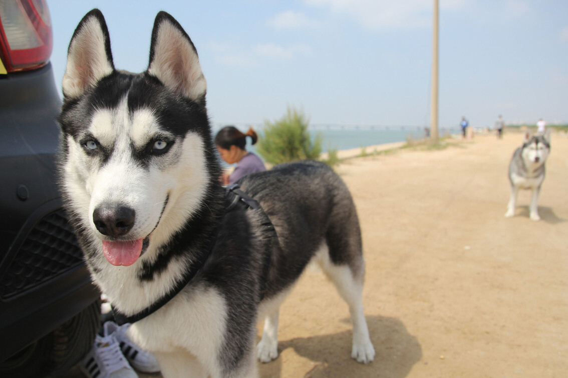 这才是哈士奇的正确打开方式热搜,这才是哈士奇的正确打开方式拉船