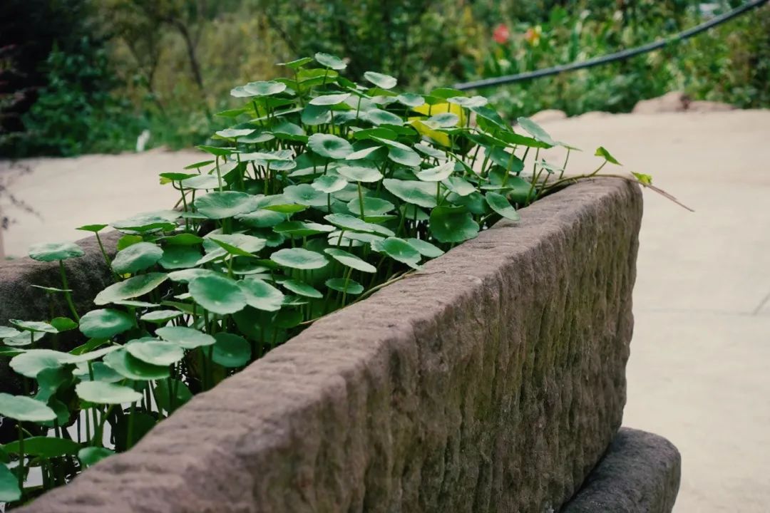 自媒体三农创业,自媒体助力农业农村发展