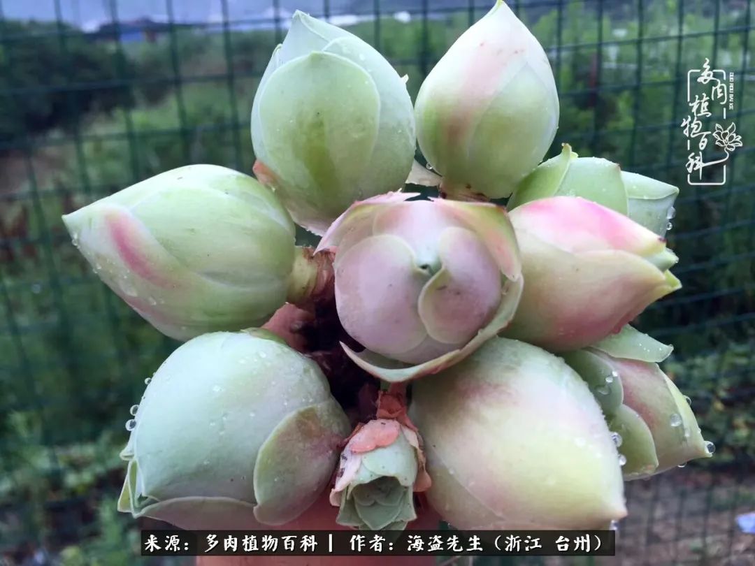 山地玫瑰养护顺口溜,山地玫瑰的养护种植注意事项视频