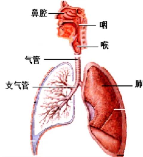 儿童喘息性支气管炎中医诊疗方案,喘息性支气管炎诊疗分析