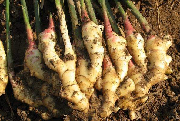 生姜开沟种植和整细种植哪个高产,怎样种植一沟双排生姜得高产