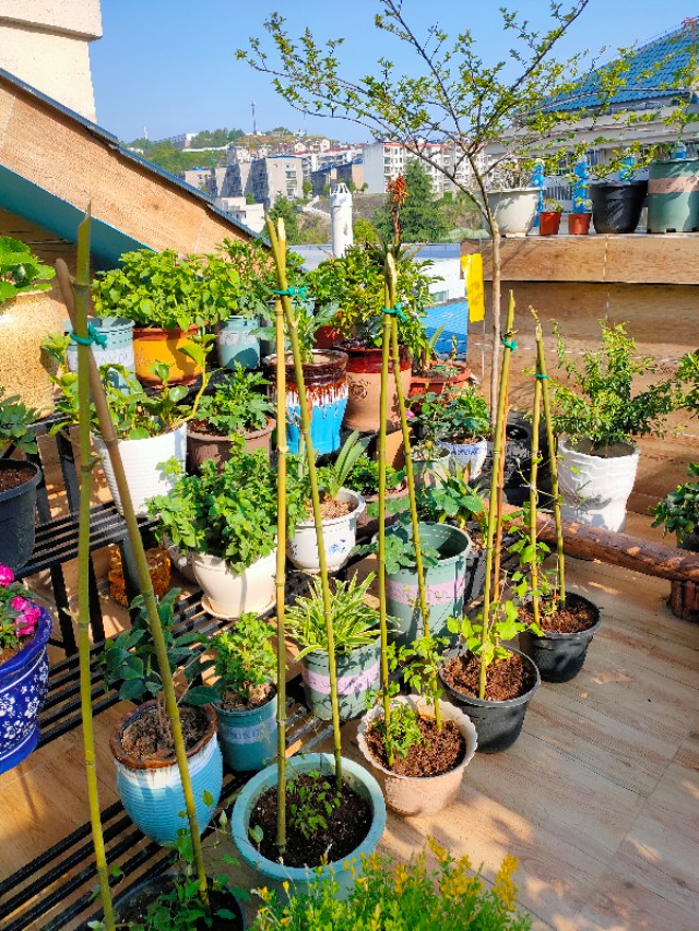 不用木头自制花架最简单的方法,请教DIY高手如何自制花架