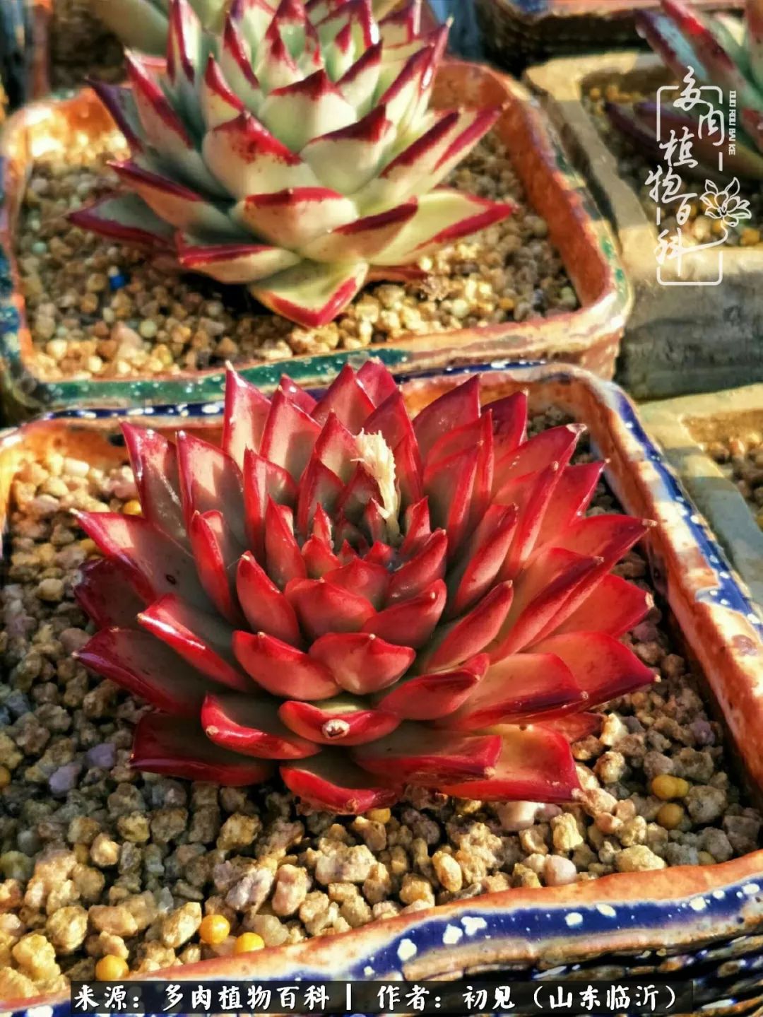 四季颜值在线的多肉,多肉的每一天