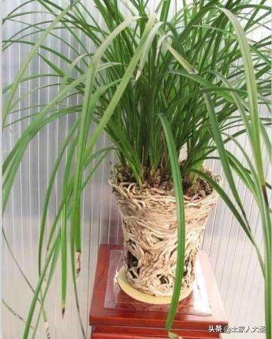 兰花如何引根和如何养根,兰花种植之前要杀菌处理吗