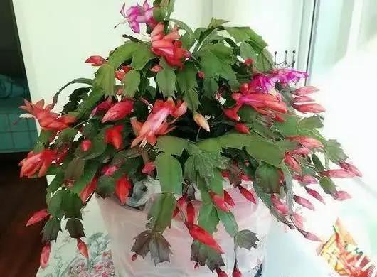 盆栽花老掉蕾怎么处理,盆栽掉花蕾是什么原因