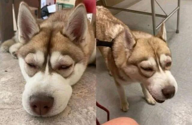 哈士奇和野兽打架,哈士奇和各个动物打架