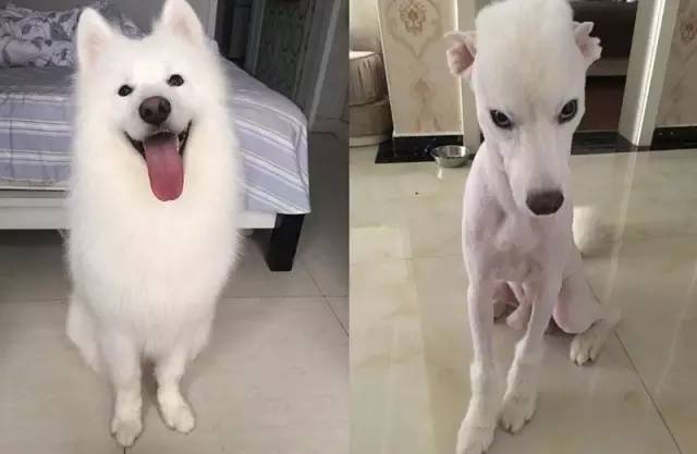 给萨摩耶犬剃毛,给萨摩耶剃毛怎么才能让它不动