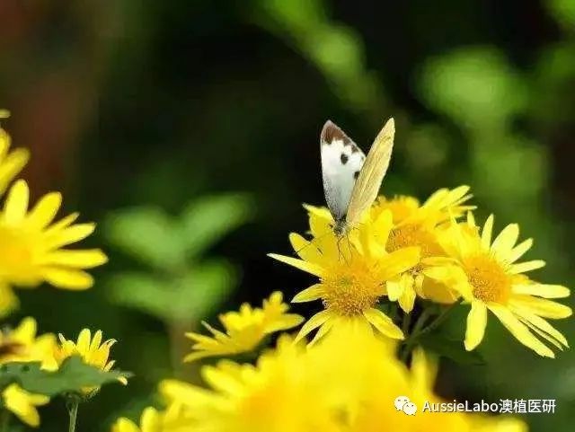 冻龄的活性成分,明星的抗老成分