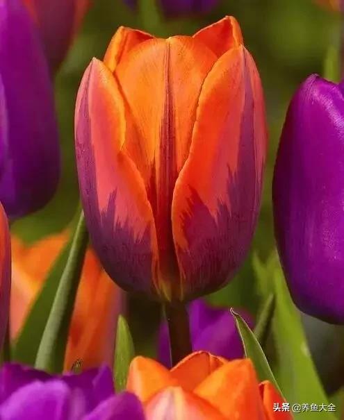 世界名贵花图片大全集,世界上最漂亮名贵的花卉