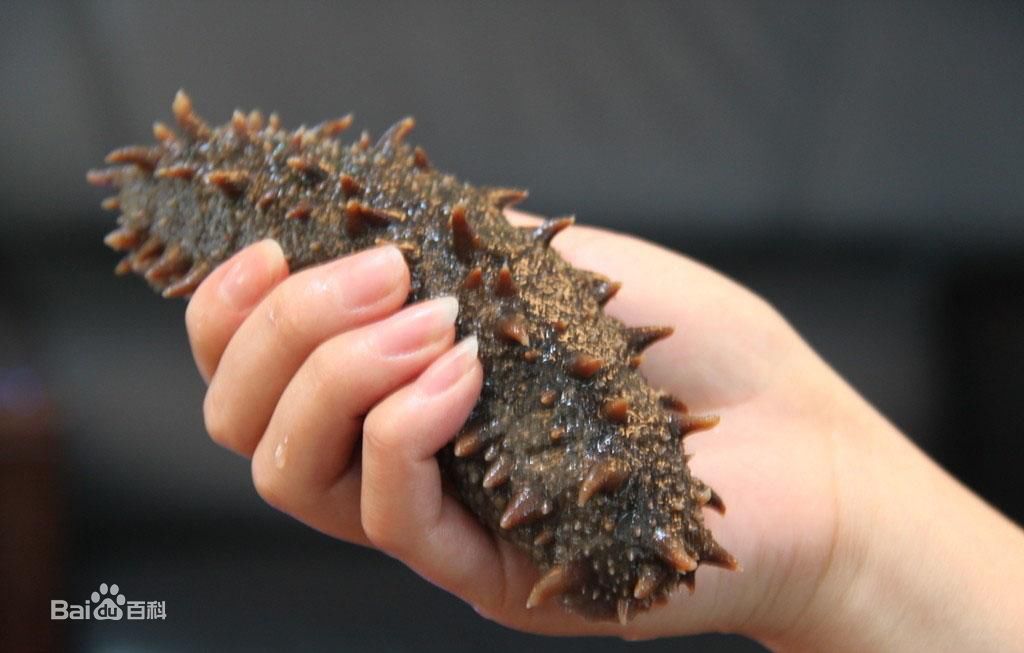 最有营养的海参是哪一种,哪几种海参可以直接食用