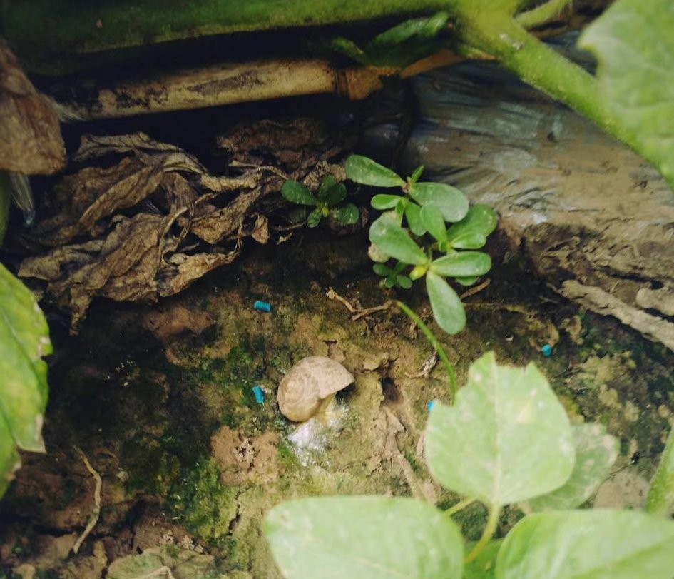 种菜怎样预防蜗牛,蔬菜上的蜗牛怎么养