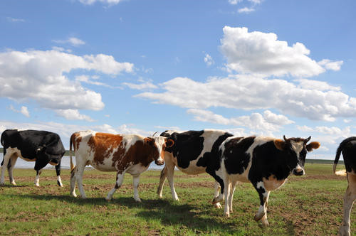 北纬47.6黄金牧场,北纬47度黄金生态牧场