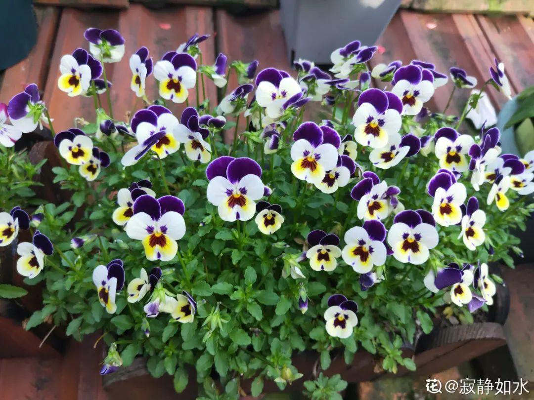 耐寒又好养的香水花,家里可以养法国香水花