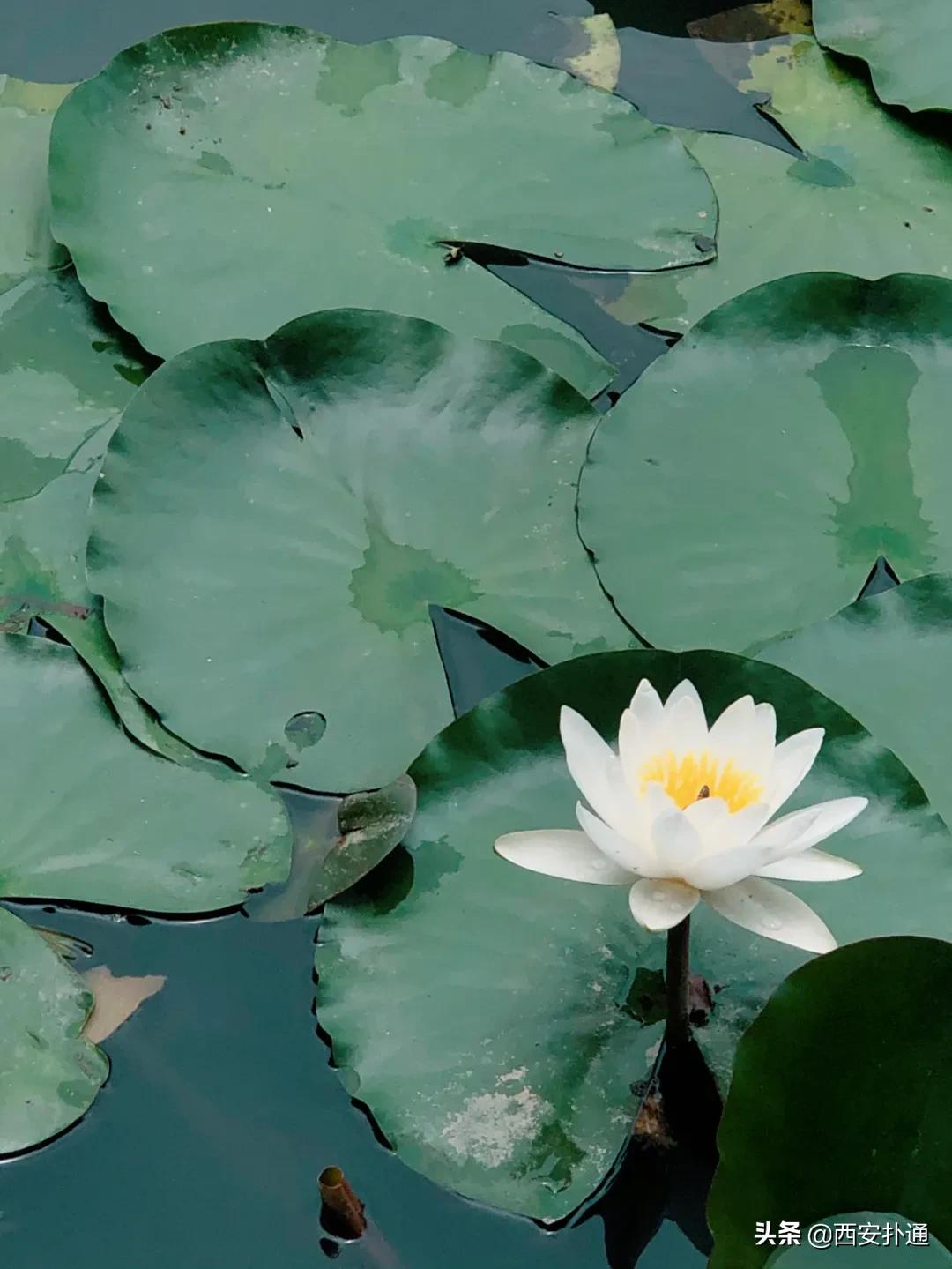 浐灞国家湿地公园最美地方,浐灞湿地公园有啥好玩的