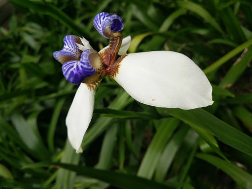 刚买回来的蝴蝶兰怎样养护,刚换盆的蝴蝶兰怎样养护